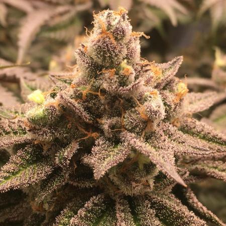 Nordkraut Jack Herer X Runtz