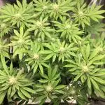 Nordkraut Jack Herer X Runtz