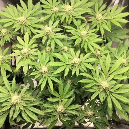 Nordkraut Jack Herer X Runtz