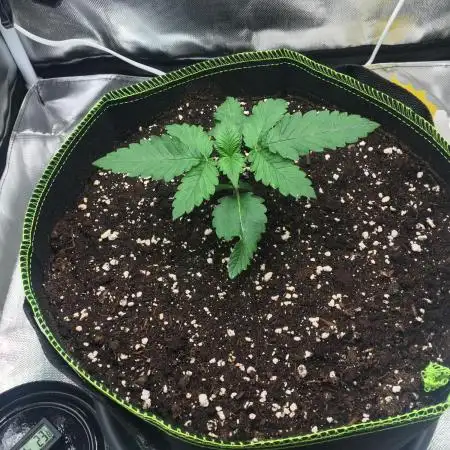Nordkraut Jack Herer X Runtz