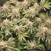 Nordkraut Jack Herer X Runtz