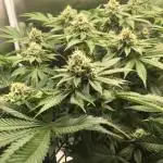 Nordkraut Jack Herer X Runtz