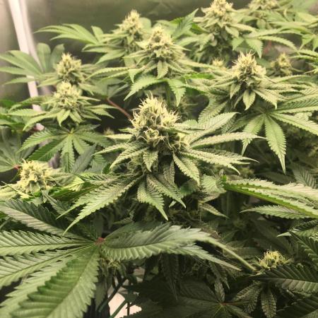 Nordkraut Jack Herer X Runtz