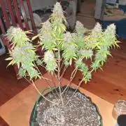Organic Grow