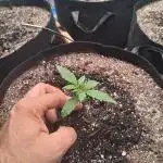 2nd indoor grow