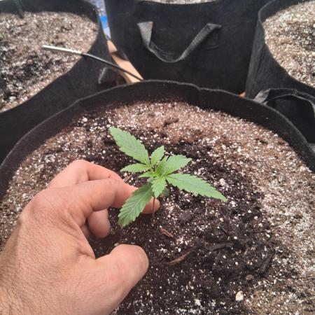2nd indoor grow