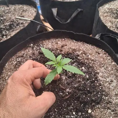 2nd indoor grow