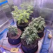 2nd indoor grow