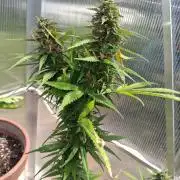 Organic Competition