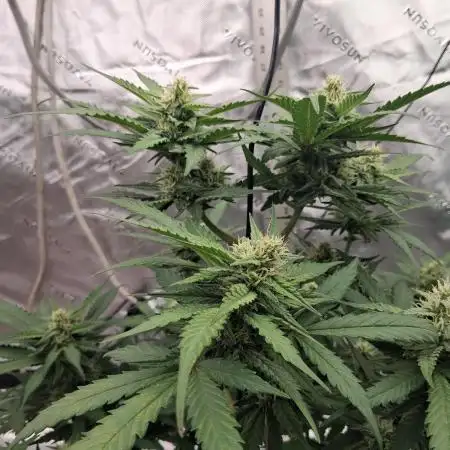 1st indoor grow.