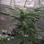 1st indoor grow.