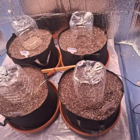 2nd indoor grow