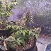 2nd indoor grow