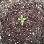 2nd indoor grow