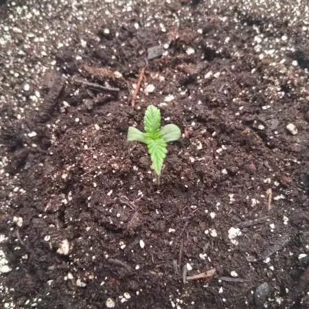 2nd indoor grow