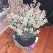 Organic Grow