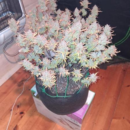 Organic Grow