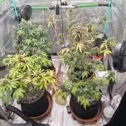 Organic Competition