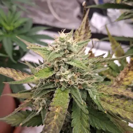 1st indoor grow.