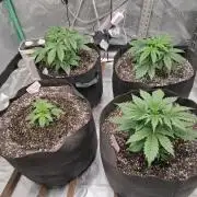 Organic Grow