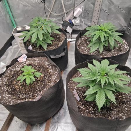 Organic Grow