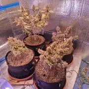 2nd indoor grow
