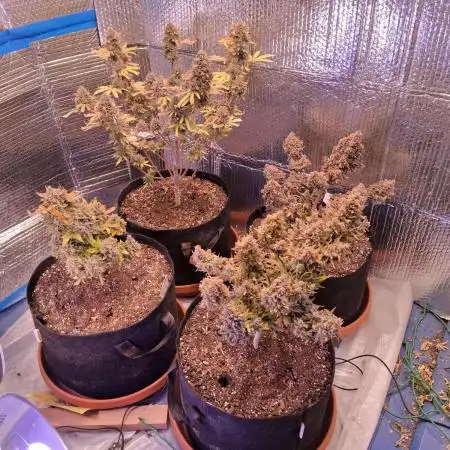 2nd indoor grow
