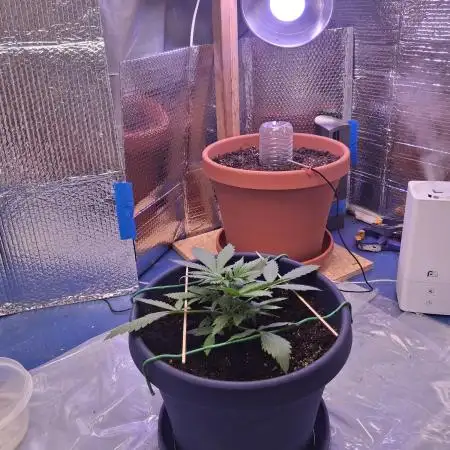 1st indoor grow.