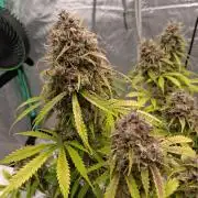 Organic Grow