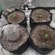 Organic Grow