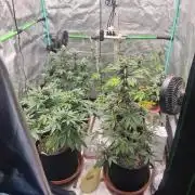 Organic Competition