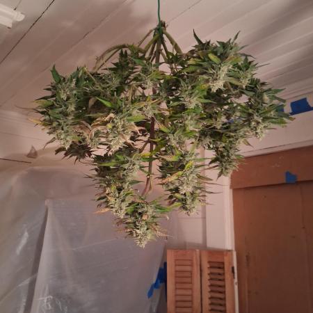 1st indoor grow.