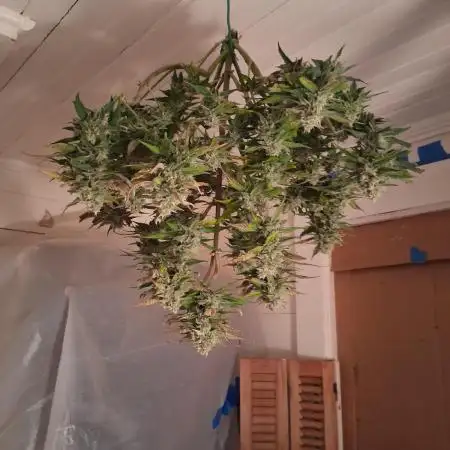 1st indoor grow.