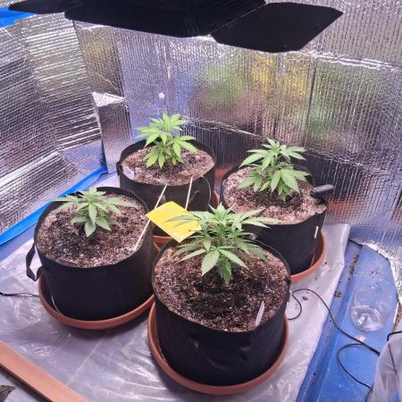 2nd indoor grow