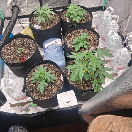 Organic Competition