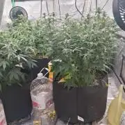 Organic Grow