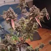 Organic Competition