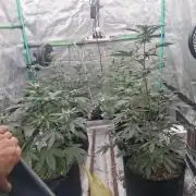 Organic Competition