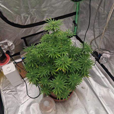 1st indoor grow.