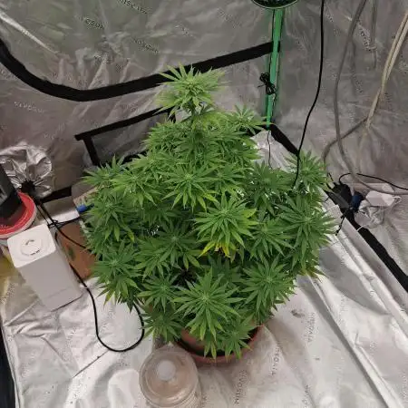 1st indoor grow.