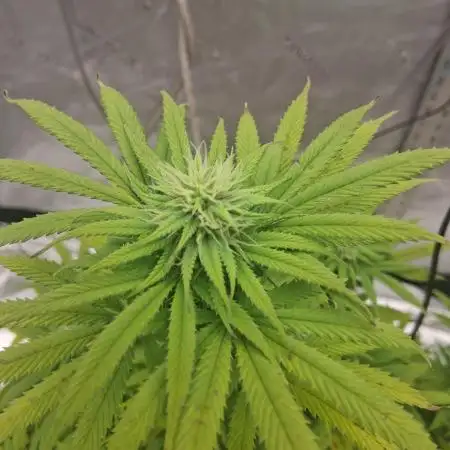 1st indoor grow.