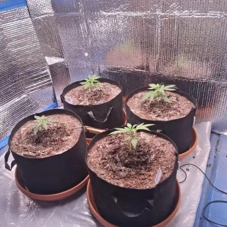 2nd indoor grow