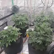 Organic Grow