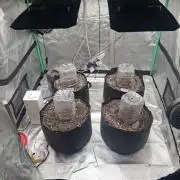 Organic Grow