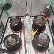 New Grow