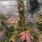 Organic Competition