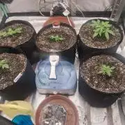 Organic Competition