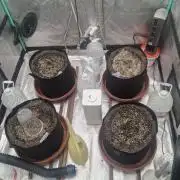 New Grow