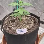 New Grow