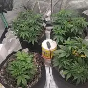 Organic Grow